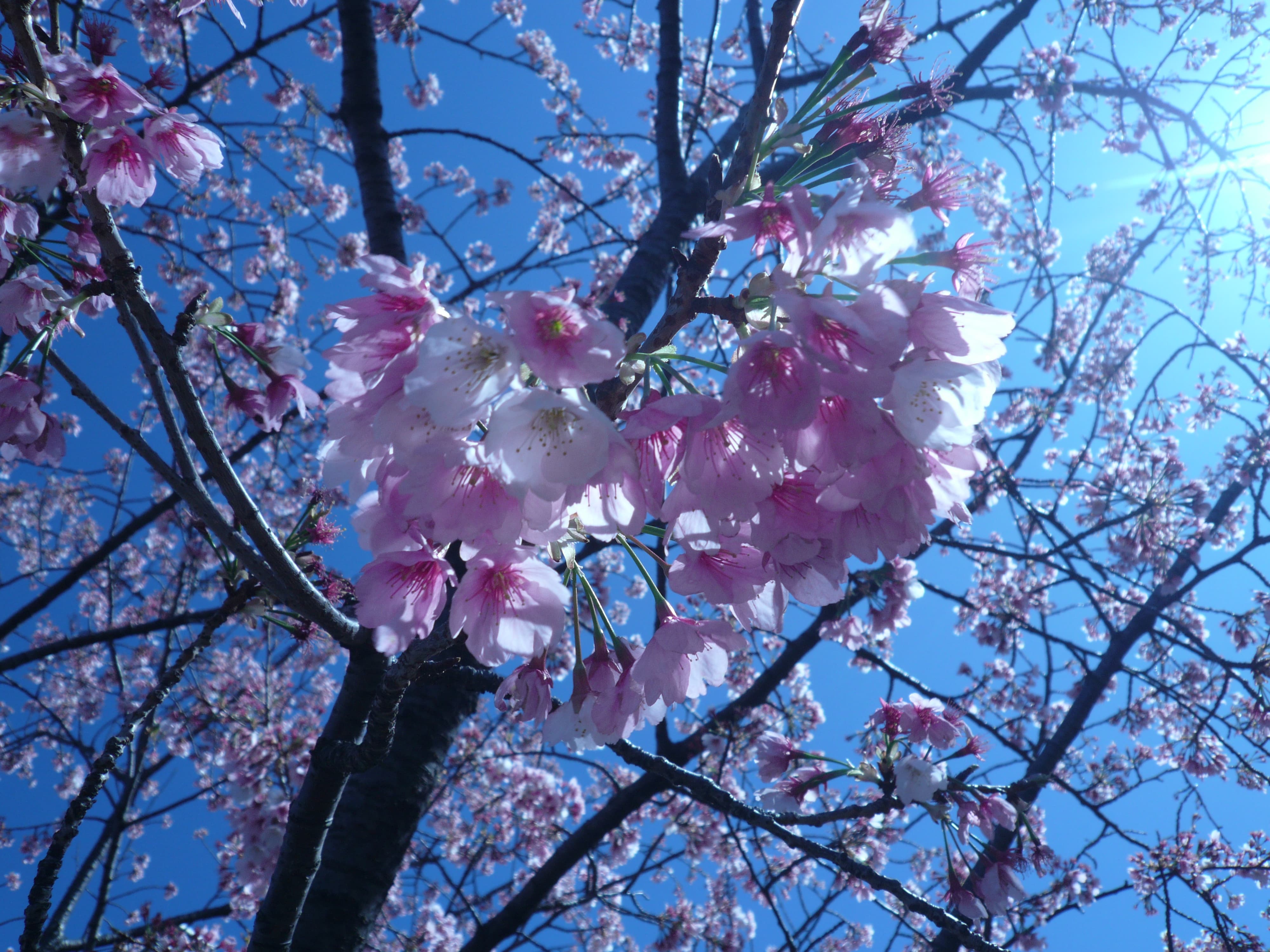 Pink Sakuras on the branch of a tree